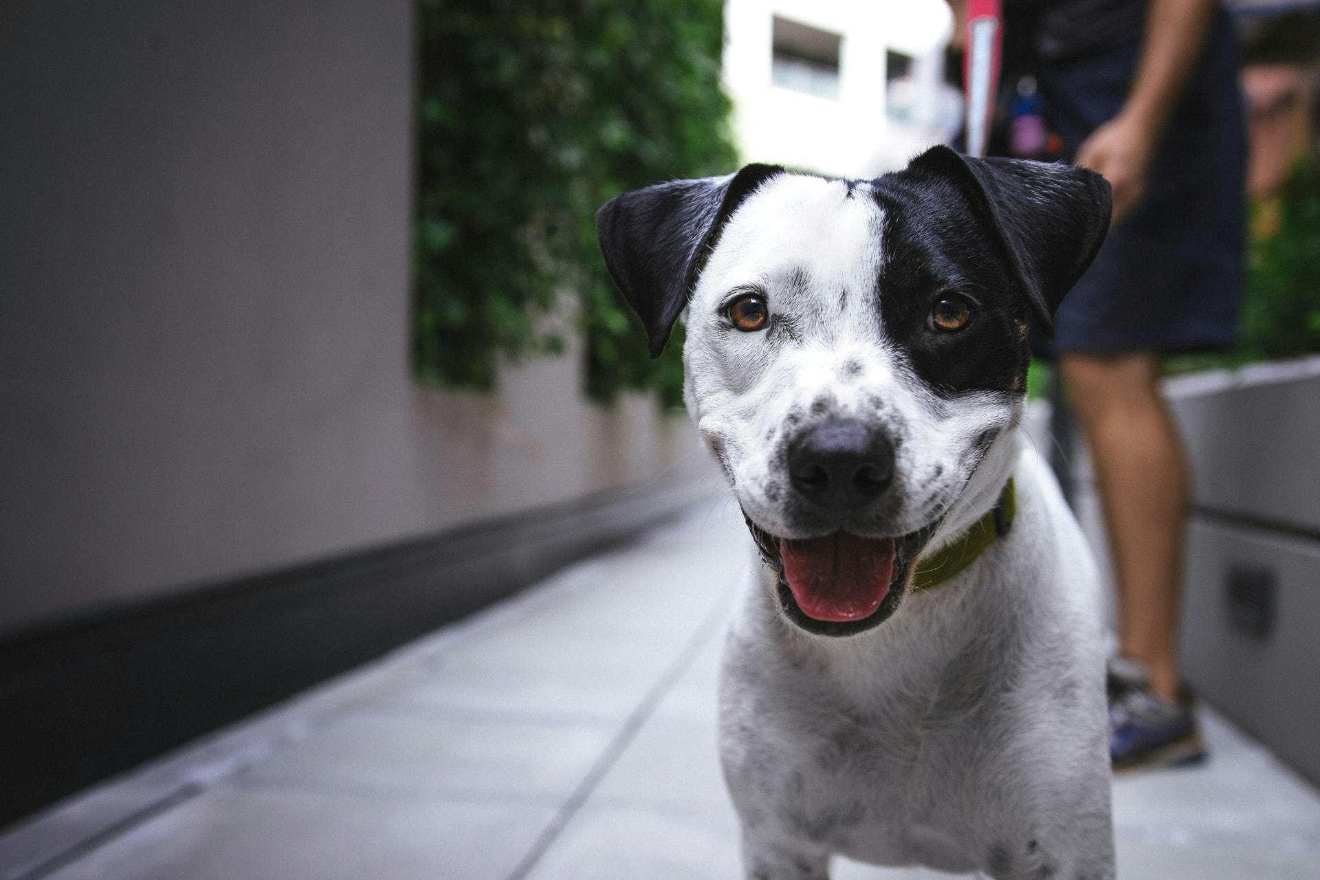 Pet Park amenity at Delhi Skyline Residences